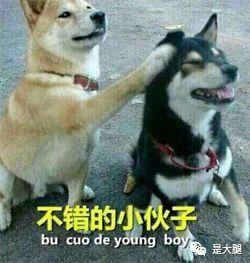 快手狗司令吃瓜,揭秘娱乐圈幕后风云