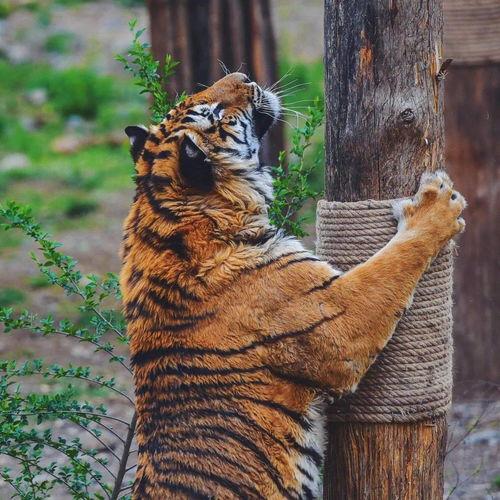 河马吃瓜头像,趣味横生的生态瞬间