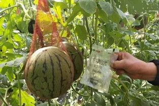 纸条吃瓜,揭秘网络热传背后的趣味与真相