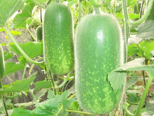 交城吃瓜事件大全,揭秘网络舆论的风云变幻