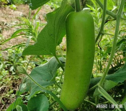 晚上吃瓜啥意思,网络流行语的趣味解读