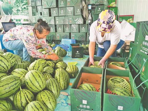 保定吃瓜事件近期,网络热议背后的真相与反思