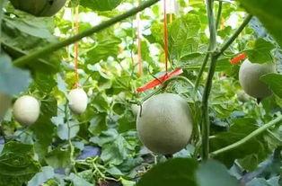 吃网纹瓜搞笑视频,笑料横生，瓜农与网友欢乐互动