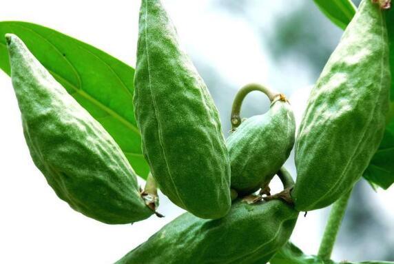 坐月子可以吃牛角瓜,牛角瓜助力产后恢复营养补给