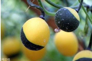 小孩吃吊瓜好吗