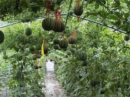 金秋九里庭院吃瓜,共享丰收喜悦