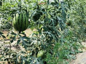 北方面瓜怎么吃