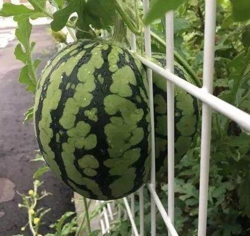 吃瓜下雨,夏日清凉一夏