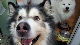 狗子可以吃白瓜吗为什么,白瓜是否适合狗子食用