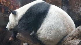 新小野吃瓜,揭秘娱乐圈幕后故事