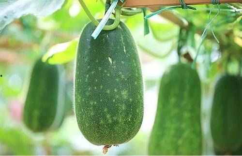 三伏吃五瓜指哪五瓜,揭秘“吃五瓜”的神奇功效